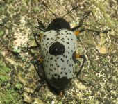 Cypherotylus debauvei Cypherotylus debauvei (Coleoptera, Erotylidae) - Bioexploradores