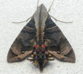 Eupyrrhoglossum sagra (Lepidoptera, Sphingidae) - Bioexploradores