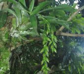Catopsis sessiliflora (Poales, Bromeliaceae) - Bioexploradores