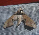 Adhemarius gannascus (Lepidoptera, Sphingidae) - Bioexploradores