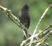 Contopus fumigatus Pibí ahumado / Smoke-colored Pewee / Contopus fumigatus (Passeriformes, Tyrannidae) - Bioexploradores