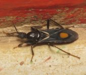 Chinche cazadora de lunar amarillo / Rasahus hamatus (Hemiptera, Reduviidae) - Bioexploradores