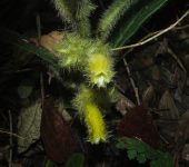Columnea fuscihirta Columnea fuscihirta (Lamiales, Gesneriaceae) - Bioexploradores