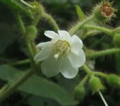 Hojalatillo / Miconia octona (Myrtales, Melastomataceae) - Bioexploradores