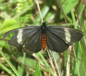 Altinote neleus Altinote neleus (Lepidoptera, Nymphalidae) - Bioexploradores