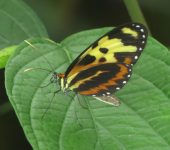 Mechanitis lysimnia Mariposa alas de tigre / Mechanitis lysimnia (Lepidoptera, Nymphalidae) - Bioexploradores