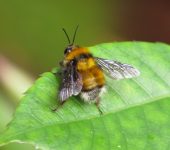 Bombus robustus (Hymenoptera, Apidae) - Bioexploradores