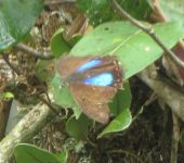 Archaeoprepona chromus Archaeoprepona chromus (Lepidoptera, Nymphalidae) - Bioexploradores