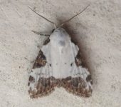 Meganola leucostola (Lepidoptera, Nolidae) - Bioexploradores