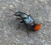 Xenopygus analis Xenopygus analis (Coleoptera, Staphylinidae) - Bioexploradores