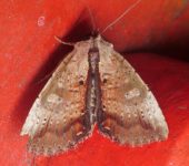 Perigea eguigureni (Lepidoptera, Noctuidae) - Bioexploradores