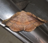 Hygrochroma olivinaria (Lepidoptera, Geometridae) - Bioexploradores