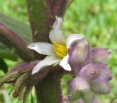 Solanum quitoense Lulo / Solanum quitoense (Solanales, Solanaceae) - Bioexploradores