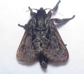 Acharia nesea (Lepidoptera, Limacodidae) - Bioexploradores