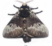 Gusano cabeza de pollo / Megalopyge albicollis (Lepidoptera, Megalopygidae) - Bioexploradores