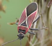 Neacoryphus bicrucis Neacoryphus bicrucis (Hemiptera, Lygaeidae) - Bioexploradores