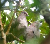 Patagioenas subvinacea Paloma vinosa / Torcaza colorada / Ruddy Pigeon / Patagioenas subvinacea (Columbiformes, Columbidae) - Bioexploradores