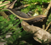 Pholidobolus odinsae (Squamata, Gymnophthalmidae) - Bioexploradores