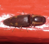 Monocrepidius semimarginatus Monocrepidius semimarginatus (Coleoptera, Elateridae) - Bioexploradores