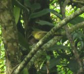 Hemispingo verdoso / Oleaginous Hemispingus / Sphenopsis frontalis (Passeriformes, Thraupidae) - Bioexploradores