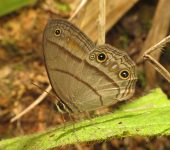Cissia pompilia Cissia pompilia (Lepidoptera, Nymphalidae) - Bioexploradores