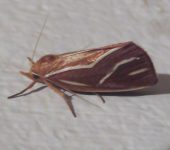Licha undilinealis (Lepidoptera, Noctuidae) - Bioexploradores
