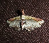 Eugoniella sapota (Lepidoptera, Erebidae) - Bioexploradores