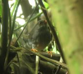 Zorzal piquianaranjado / Orange-billed Nightingale-Thrush / Catharus aurantiirostris (Passeriformes, Turdidae) - Bioexploradores