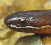Urotheca decipiens (Squamata, Colubridae) - Bioexploradores