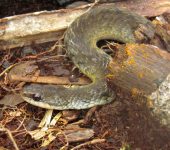 Falsa cobra de agua / Erythrolamprus epinephalus lamonae (Squamata, Colubridae) - Bioexploradores