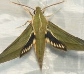 Xylophanes letiranti (Lepidoptera, Sphingidae) - Bioexploradores