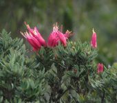 Bejaria mathewsii Bejaria mathewsii (Ericales, Ericaceae) - Bioexploradores