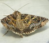 Safidia druceria (Lepidoptera, Erebidae) - Bioexploradores