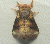 Norapidia subdelineata (Lepidoptera, Lasiocampidae) - Bioexploradores