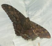 Polilla bruja / Ascalapha odorata (Lepidoptera, Erebidae) - Bioexploradores