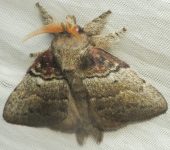 Euglyphis teramba (Lepidoptera, Lasiocampidae) - Bioexploradores