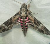 Esfinge de pintas rosadas / Agrius cingulata (Lepidoptera, Sphingidae) - Bioexploradores