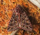 Dargida pyrosoma (Lepidoptera, Noctuidae) - Bioexploradores