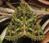 Heterochroma berylloides (Lepidoptera, Noctuidae) - Bioexploradores