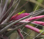 Tillandsia pereziana (Poales, Bromeliaceae) - Bioexploradores
