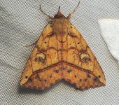 Goniocarsia electrica (Lepidoptera, Erebidae) - Bioexploradores