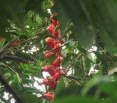Cipuropsis capituligera (Poales, Bromeliaceae) - Bioexploradores