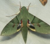 Gusano de la Parra / Eumorpha labruscae (Lepidoptera, Sphingidae) - Bioexploradores
