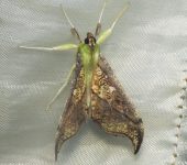 Megaphysa herbiferalis (Lepidoptera, Crambidae) - Bioexploradores