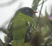 Pipreola arcuata Frutero barrado / Barred Fruiteater / Pipreola arcuata (Passeriformes, Cotingidae) - Bioexploradores