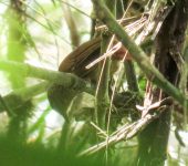 Syndactyla subalaris Hojarasquero rayado / Lineated Foliage-gleaner / Syndactyla subalaris (Passeriformes, Furnariidae) - Bioexploradores