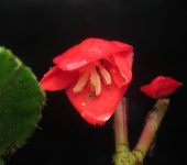 Begonia antioquensis Begonia antioqueña / Begonia antioquensis (Cucurbitales, Begoniaceae) - Bioexploradores