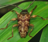 Nealcidion pulchrum (Coleoptera, Cerambycidae) - Bioexploradores