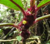 Columnea purpurata Columnea purpurata (Lamiales, Gesneriaceae) - Bioexploradores