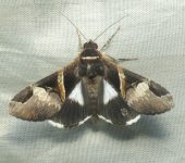 Polilla triangular del mezquite / Melipotis fasciolaris (Lepidoptera, Erebidae) - Bioexploradores